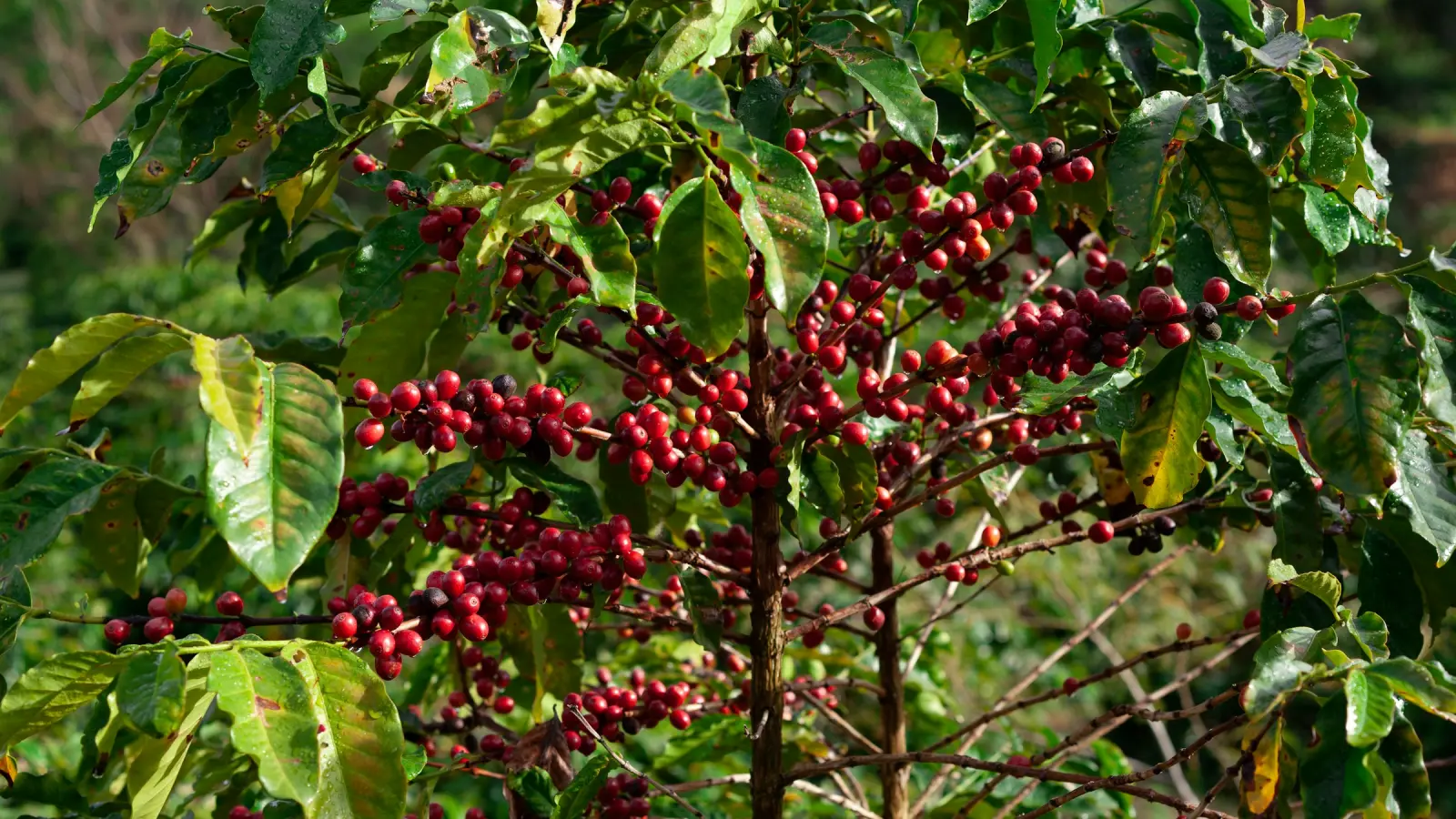 Cây cà phê trĩu quả dưới nắng