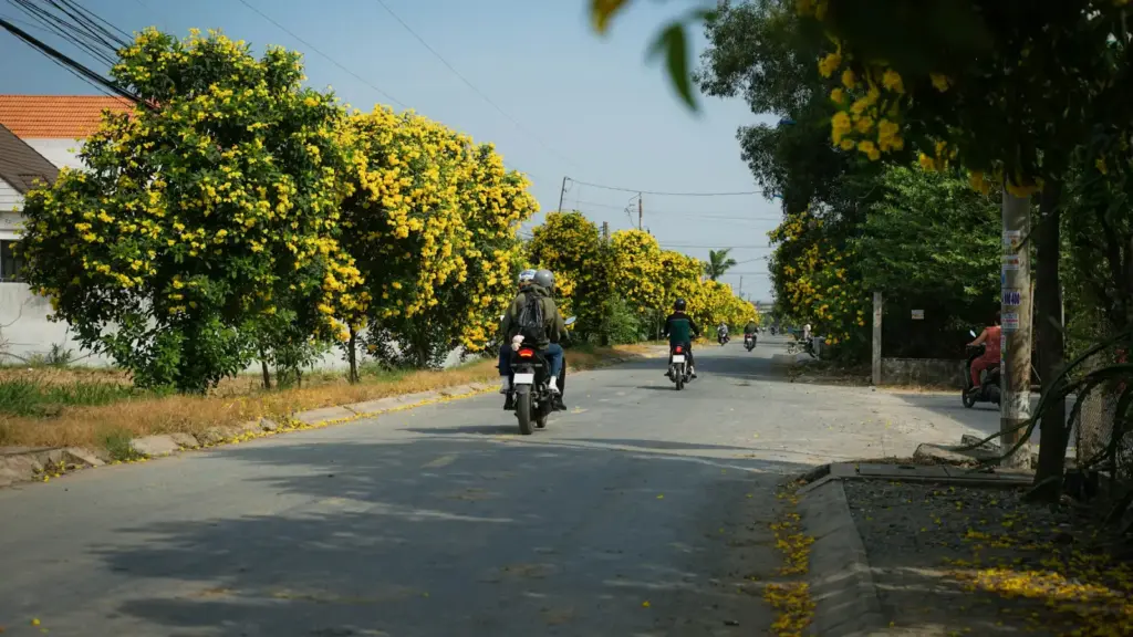 Con đường hai hàng cây hoa vàng ở một đô thị Tây Nguyên, gợi không khí phố phường trước Lễ hội Cà phê Buôn Ma Thuột 2027 (ảnh minh họa)